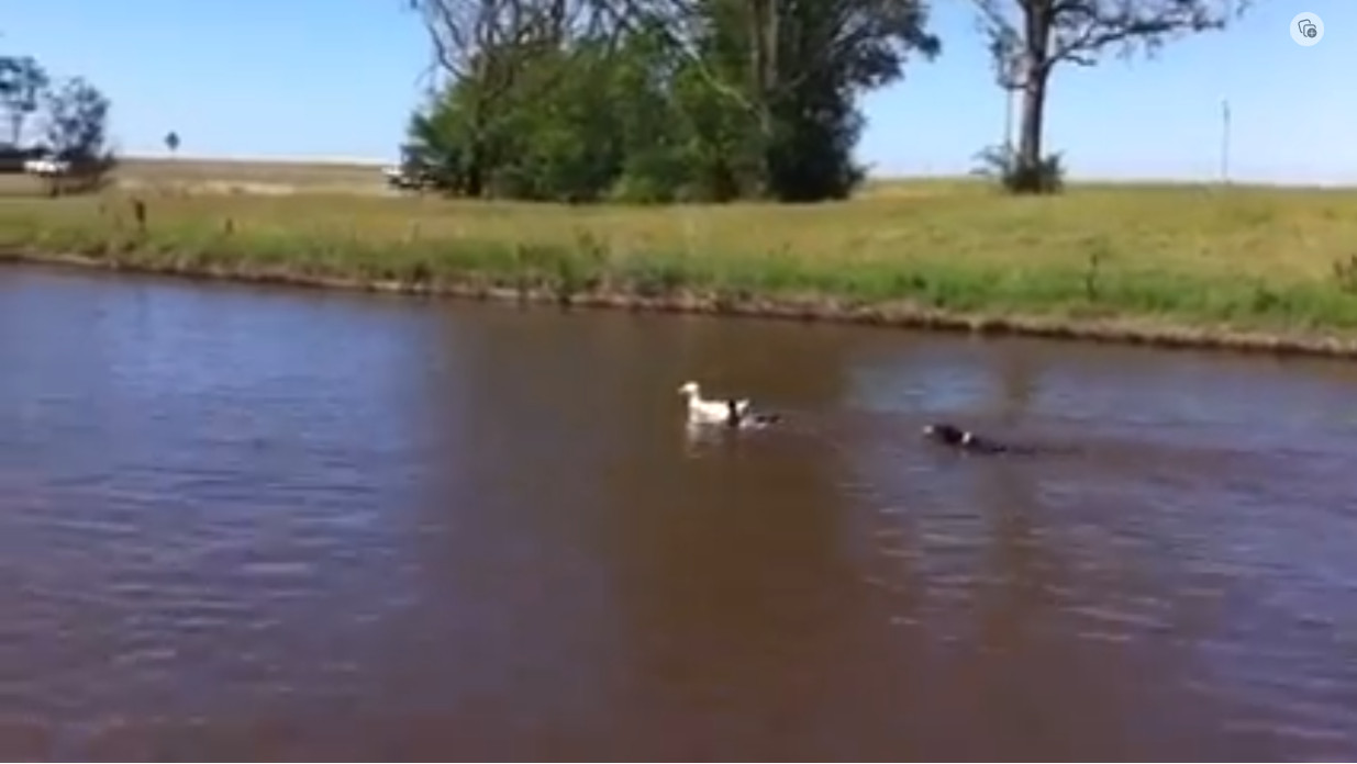Lewis Chasing Ducks